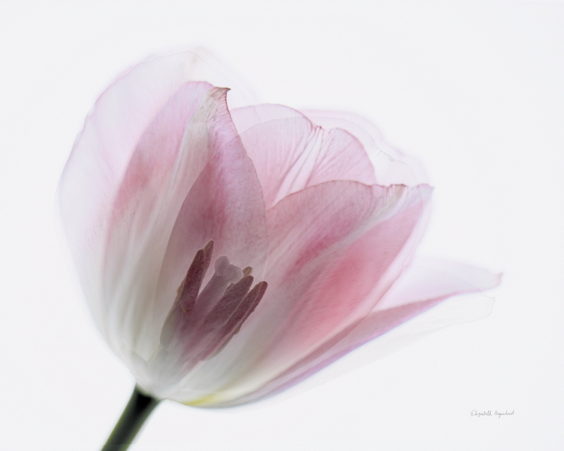 엘리자베스 어거트 - Inside Out IV Pink Crop