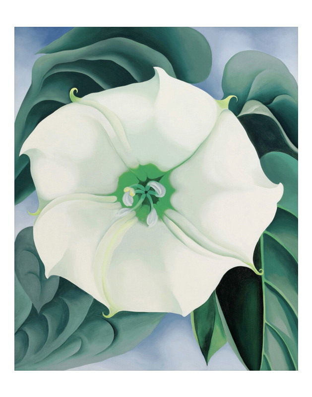조지아 오키프 - Jimson Weed-White Flower No.1. 1932
