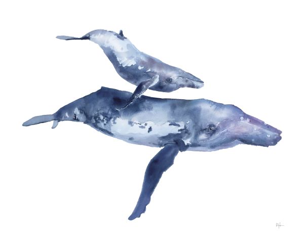 캘리 클로즈 - Mother & Calf Humpback