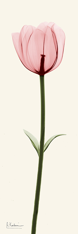 알버트 쿠치어 - Standing Tall II