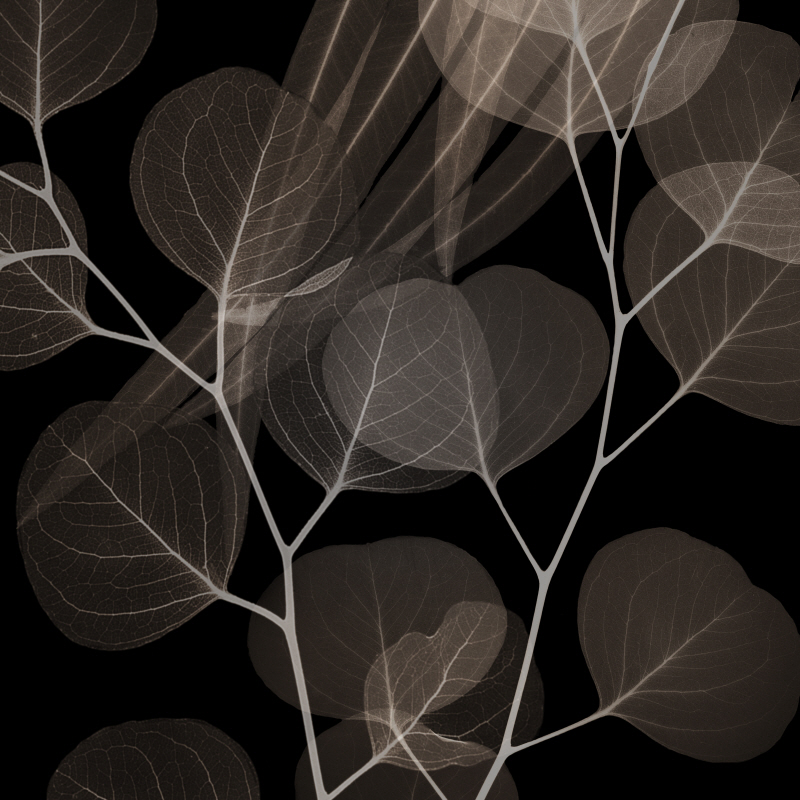 알버트 쿠치어 - Chocolate Eucalyptus II