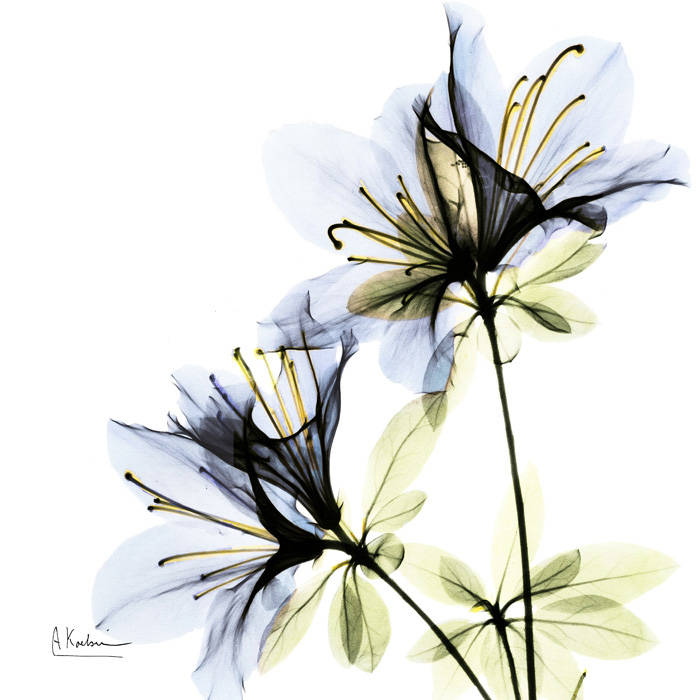 알버트 쿠치어 - Azalea