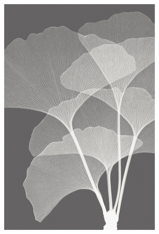 스티븐 메이어스 - Ginkos I