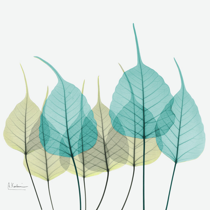 알버트 쿠치어 - BodhiTree