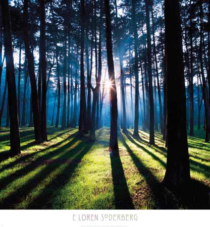 로렌 소더버그 - Technicolor Trees II