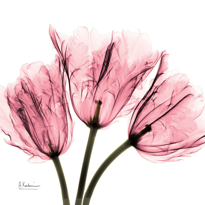 알버트 쿠치어 - Tulips Laugh