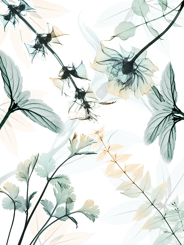 알버트 쿠치어 - Reaching Beauty 2