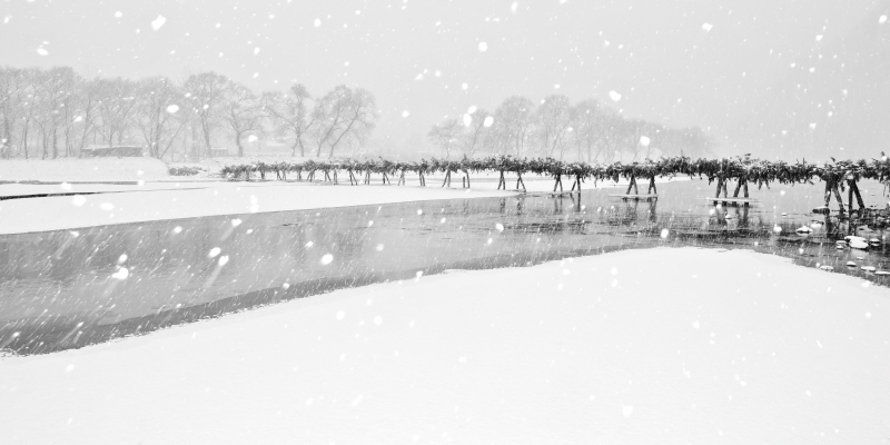 김현 - 나에게 다가온 소나무 15