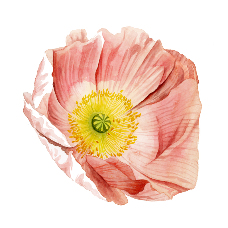 그레이스 포프 - Market Poppy II