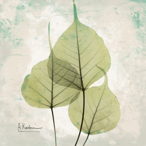 알버트 쿠치어 - Bo Tree Agedstone