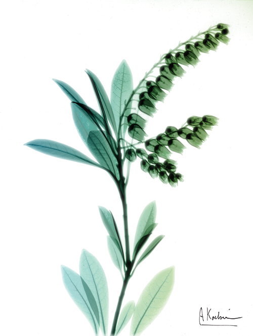 알버트 쿠치어 - Lily of the Valley