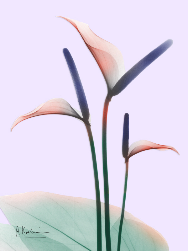 알버트 쿠치어 - Flamingo Delight I