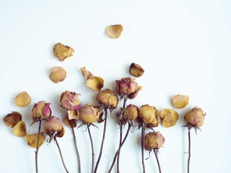 소냐 퀸테로 - Golden Petals II