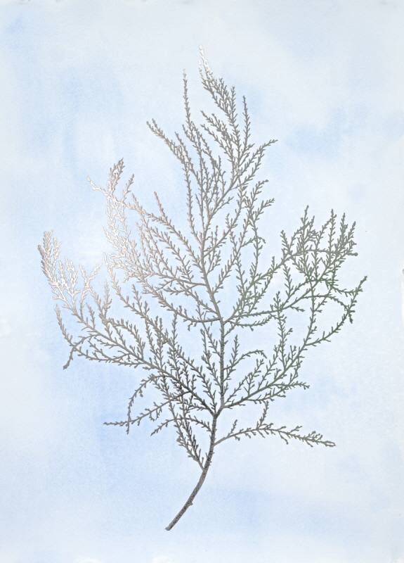 제니퍼 골드버거 - Silver Foil Algae III on Blue