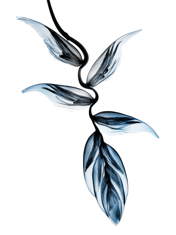 알버트 쿠치어 - Heaven Risen II