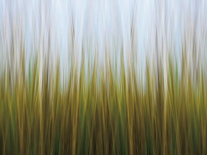 캐서린 정드로 - Seagrass Canvas