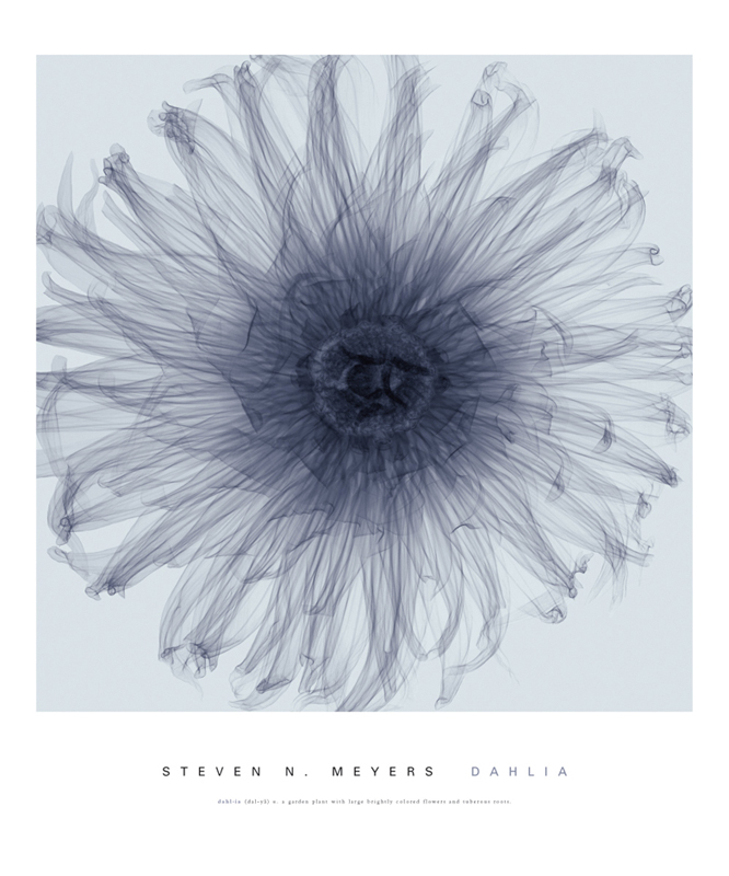 스티븐 메이어스 - Dahlia