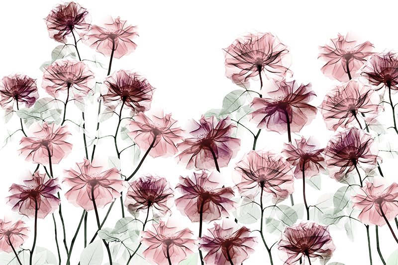 알버트 쿠치어 - Magnificent Flower Bed 1