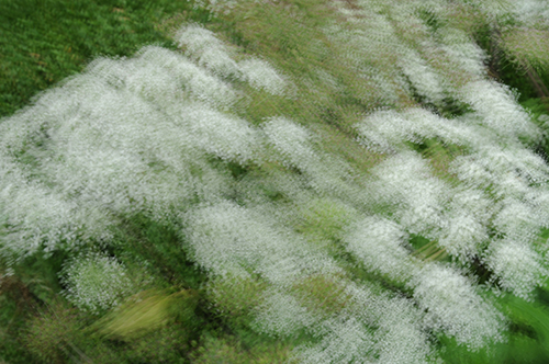 로터스 - 꽃들은 다 아름답다 III