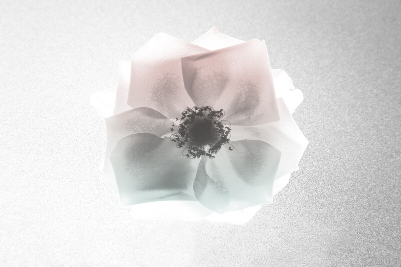 알버트 쿠치어 - Rose Dreaming