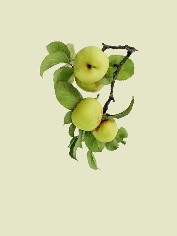 인카도 - Apple tree I
