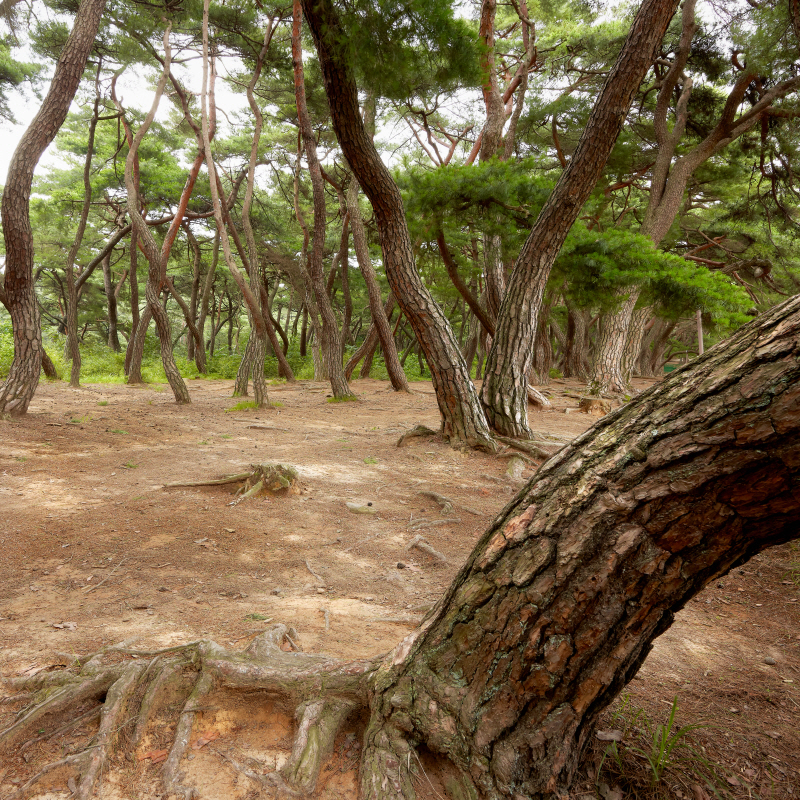 김현 - 나에게 다가온 소나무 시즌3_I