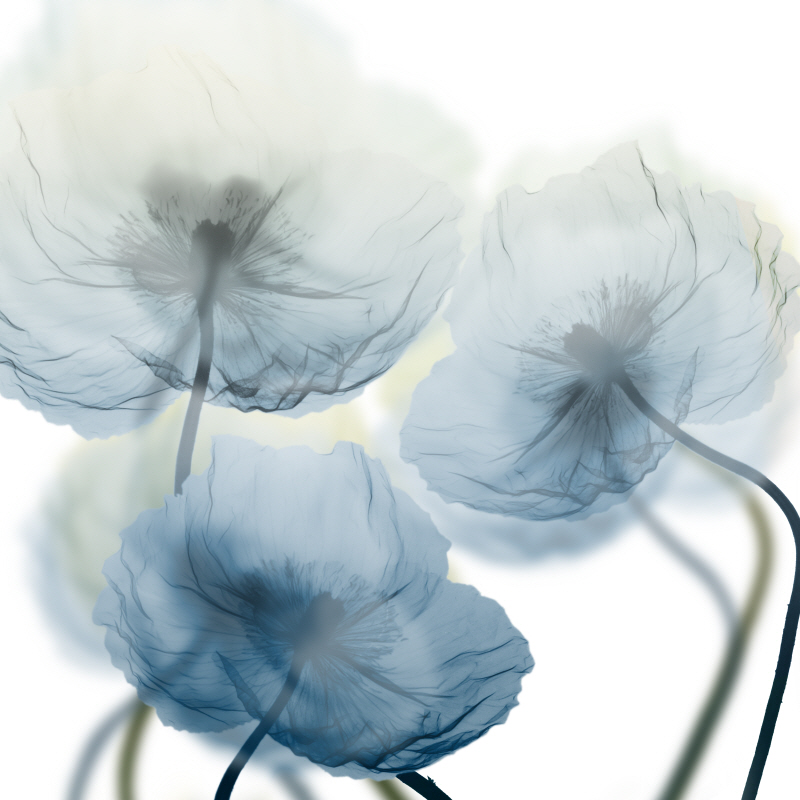 알버트 쿠치어 - Unfocused Beauty I