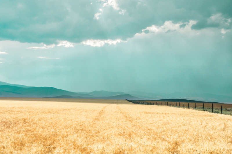 애니 발리 아트 - Harvest Shadow