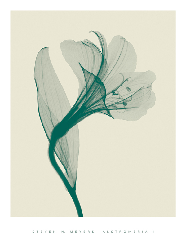 스티븐 메이어스 - Alstromeria I