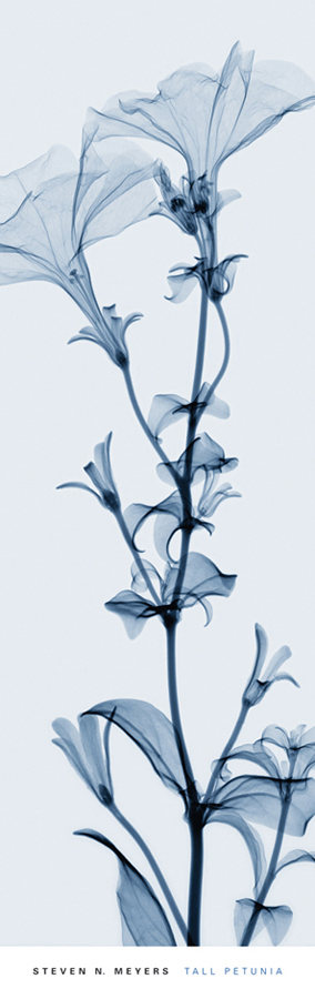 스티븐 메이어스 - Tall Petunia