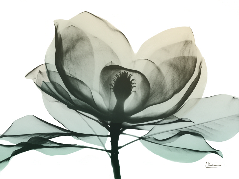 알버트 쿠치어 - Emerald Magnolia II