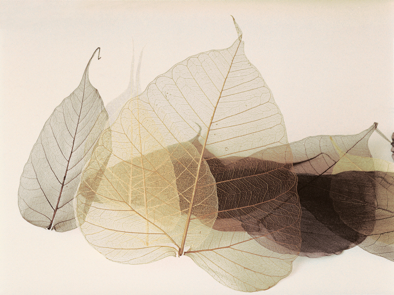 더우드 제드 - Chablis