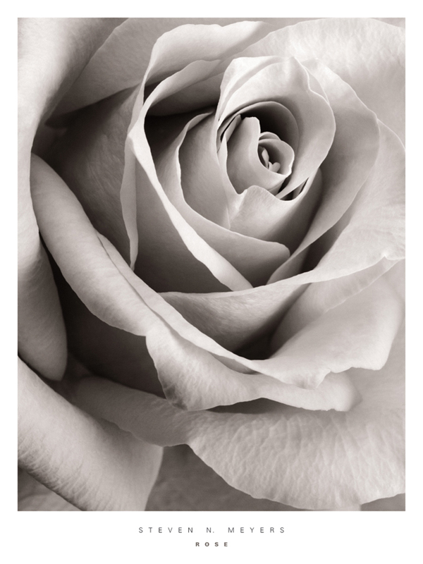 스티븐 메이어스 - Rose