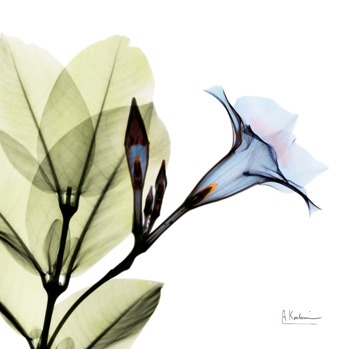 알버트 쿠치어 - Blue Steel Mandelilla