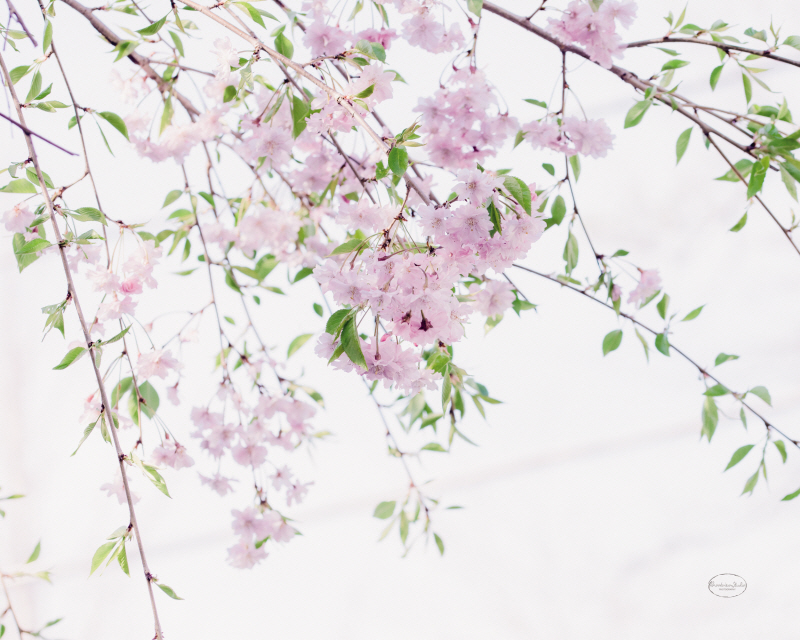 브룩 뷰 스튜디오 - Spring Branches II