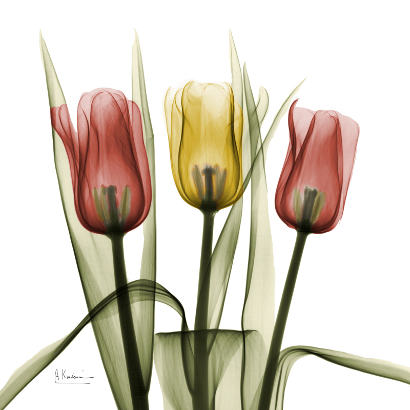 알버트 쿠치어 - Faith Tulips