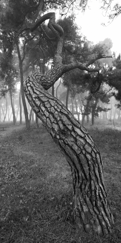 김현 - 나에게 다가온 소나무 3