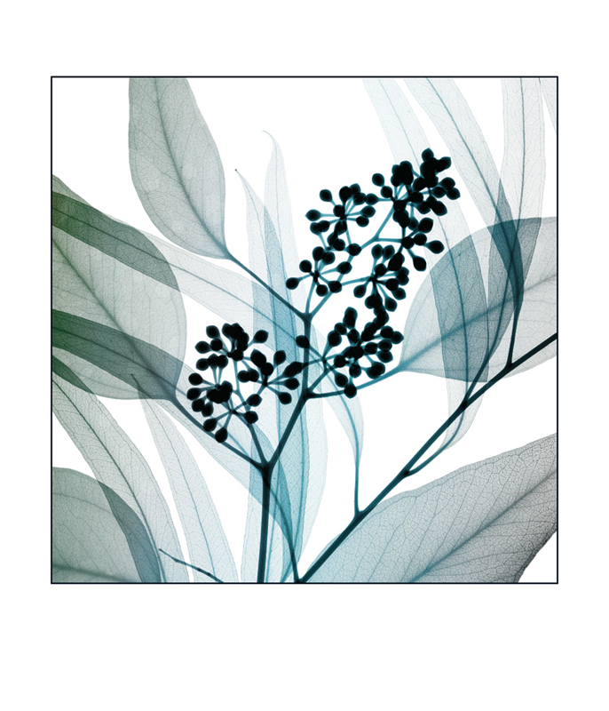 스티븐 메이어스 - Eucalyptus (SM)