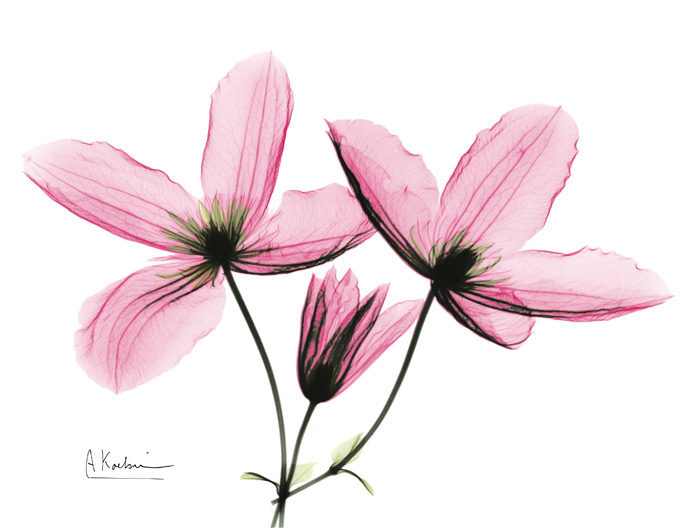 알버트 쿠치어 - Clematis