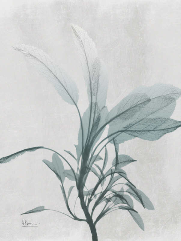 알버트 쿠치어 - Emerald Sage I