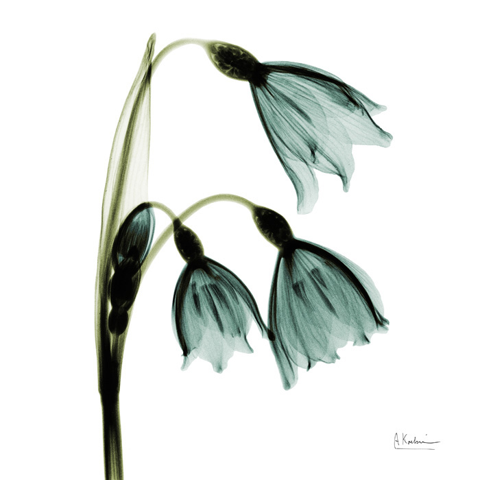 알버트 쿠치어 - Snowdrop