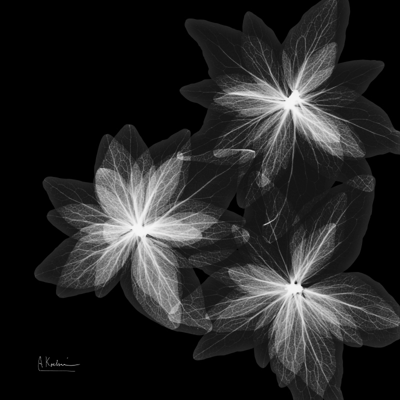 알버트 쿠치어 - Starburst Inverted