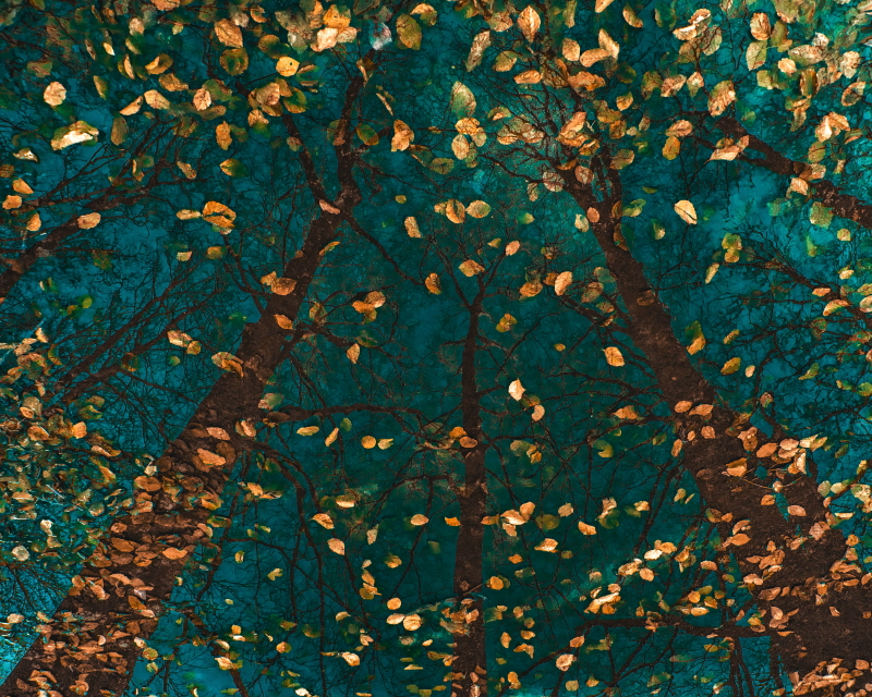 라스 바른 드 구르 - Plato’s Trees