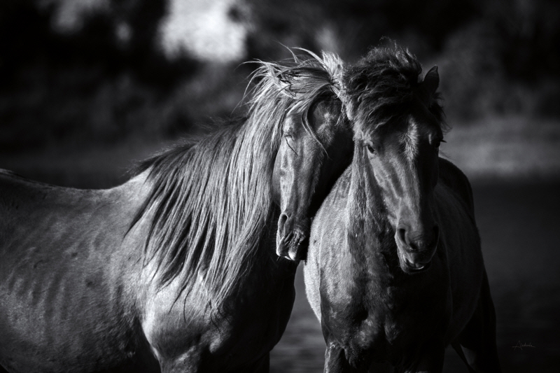 알레산다 - Buddies