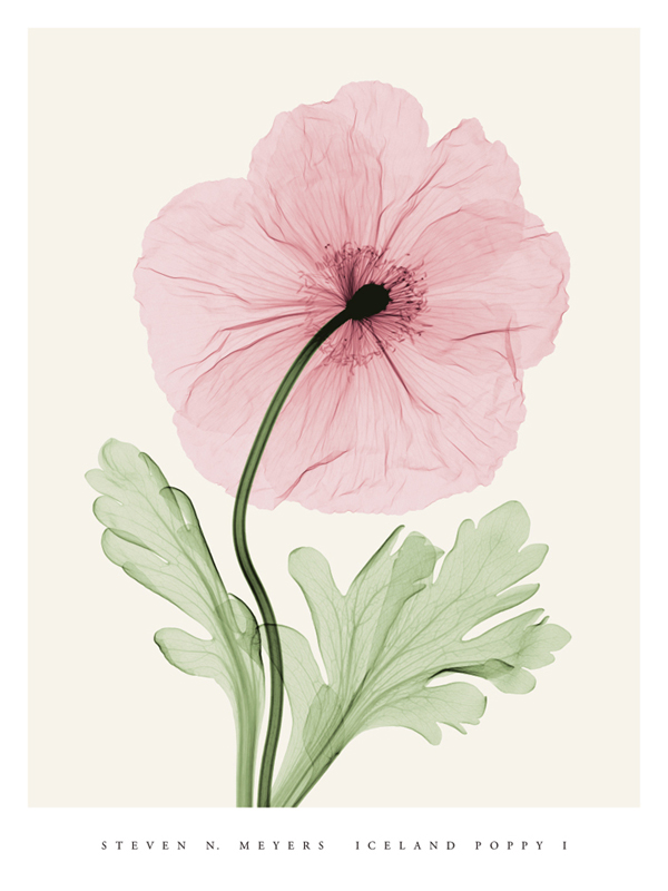 스티븐 메이어스 - Iceland Poppy I (med)