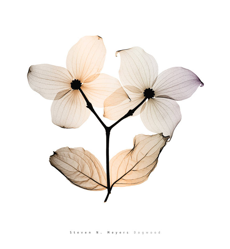 스티븐 메이어스 - Dogwood