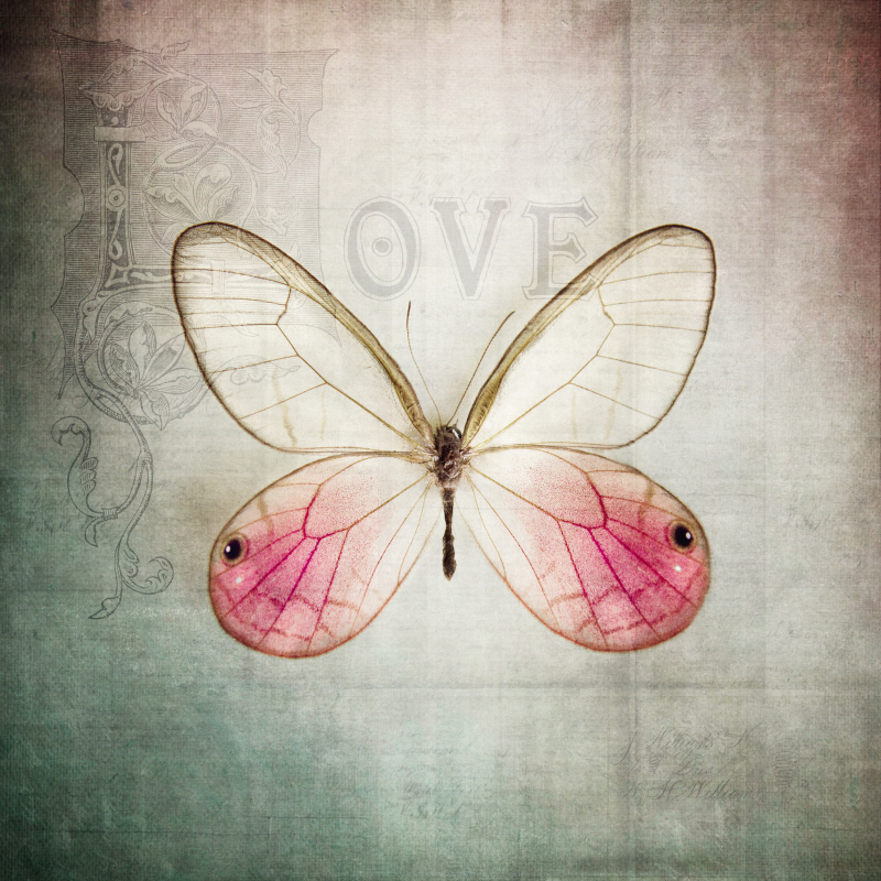 데브라 반 스웨어린젠 - French Butterfly I