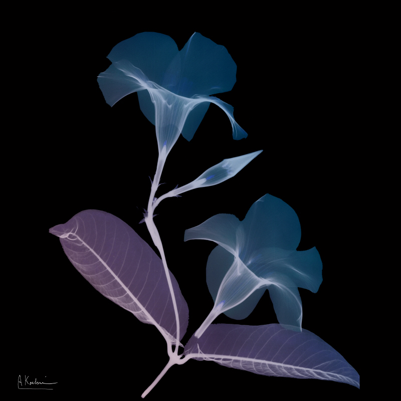 알버트 쿠치어 - Calla Lily Black II