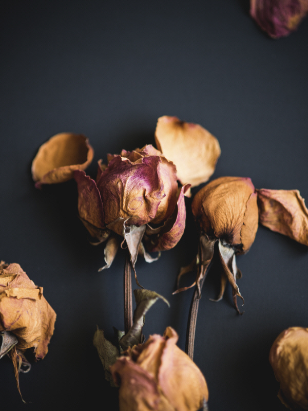 소냐 퀸테로 - Wilted Dreams II