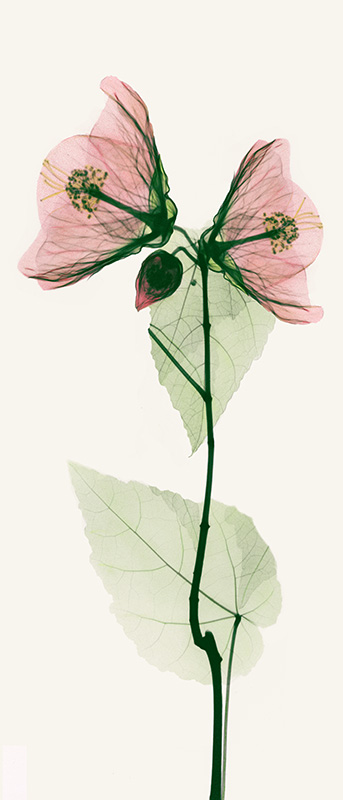 알버트 쿠치어 - Duo Abutulon